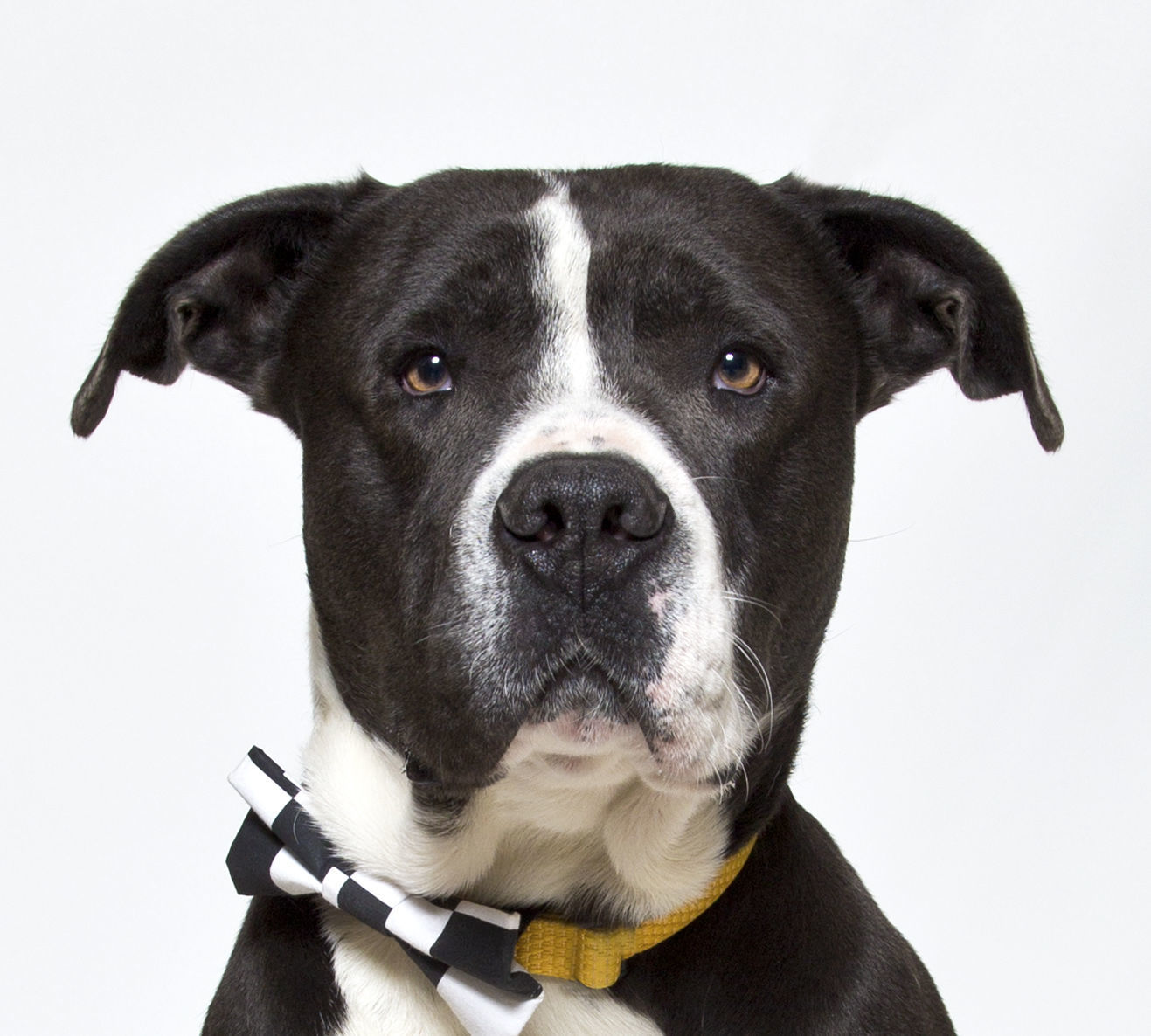 SMVHS Pet of the Week -- Billy